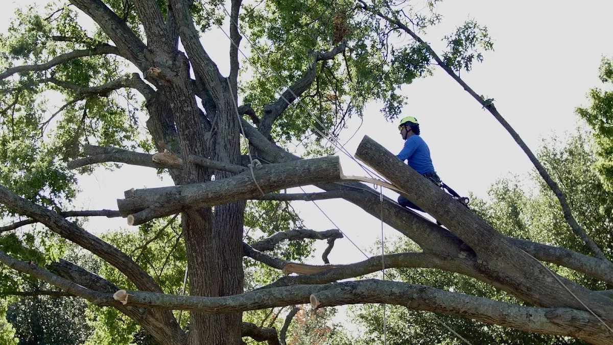 Professional Crown Thinning performed by certified arborists in Lonetree